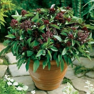 Op de afbeelding: Een plant in een pot met donkergroene bladeren en paarse bloemen. De plant staat in een terracotta pot.