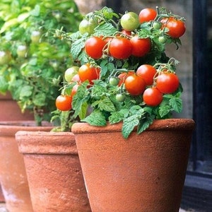 Micro Tom (worlds smallest tomato) 30+ fresh seeds for the 2025 season.