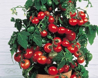 Tiny Tim dwarf tomato 30+ fresh seeds for the 2024 season