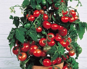 Tiny Tim dwarf tomato 30+ fresh seeds for the 2025 season