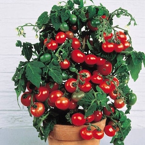 Puede incluir: Una planta de tomate en maceta con muchos tomates rojos maduros creciendo en ella. La planta está en una maceta de terracota y tiene hojas verdes.