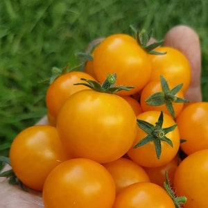 Orange Hat Micro Dwarf Tomato 30 fresh seeds for 2024 image 5