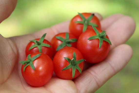 盆栽マイクロドワーフトマト 2025年シーズンの新鮮な種子30個
