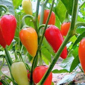 Santa Fe Grande pepper 30+ fresh seeds for the 2025 growing season