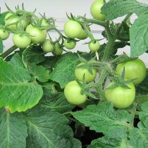 Micro Tina Dwarf tomato 30 fresh seeds for the 2024 season image 8