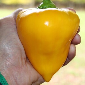 Orange Lesya Very Sweet Pepper 25 Fresh Seeds for 2026 - Etsy