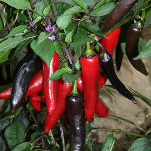 Dracula paprika 30+ frische bio Samen für 2025
