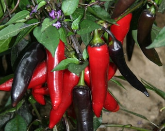 Dracula rare hot pepper 30+ fresh organic seeds for 2024