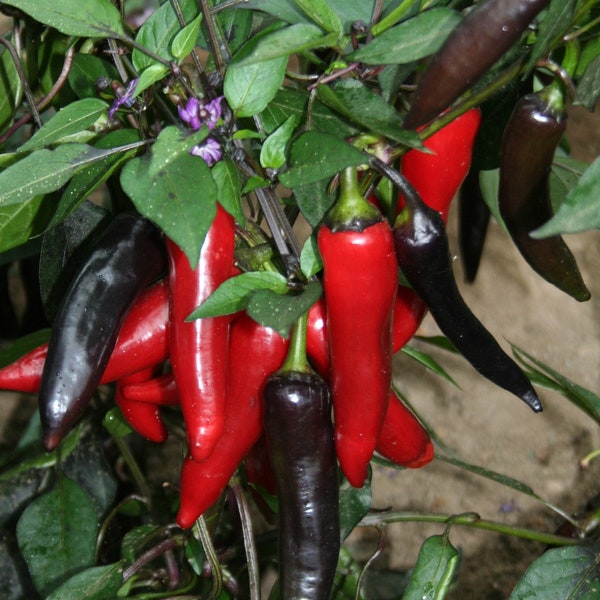 Dracula rare hot pepper 30+ fresh organic seeds for 2024