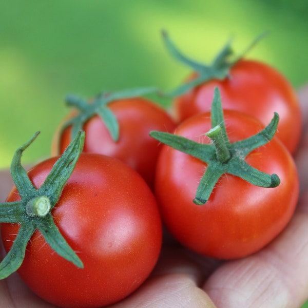Andrina Micro Dwarf tomato 30+ fresh seeds for 2024