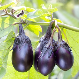 Melanzane da giardino 30+ semi biologici freschi per la stagione 2025