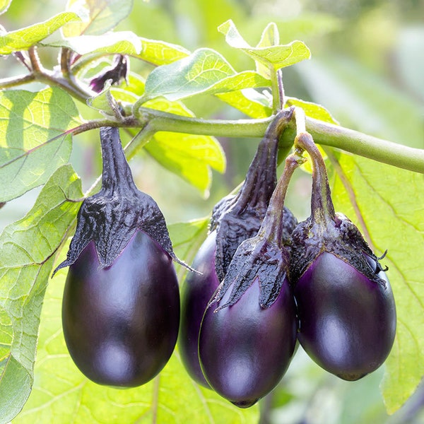 Patio Baby Eggplant 30+ fresh organic seeds for the 2024 season