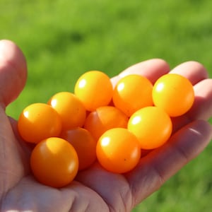 Venus Micro Dwarf Tomato 30+ fresh organic seeds for 2025