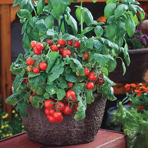 Puede incluir: Una maceta de terracota llena de una planta verde de hojas y tomates cherry rojos. La planta est&aacute; creciendo en un enrejado.