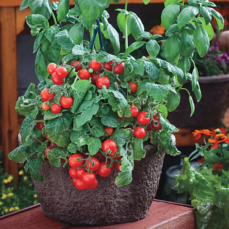 Puede incluir: Una maceta de terracota llena de una planta verde de hojas y tomates cherry rojos. La planta est&aacute; creciendo en un enrejado.