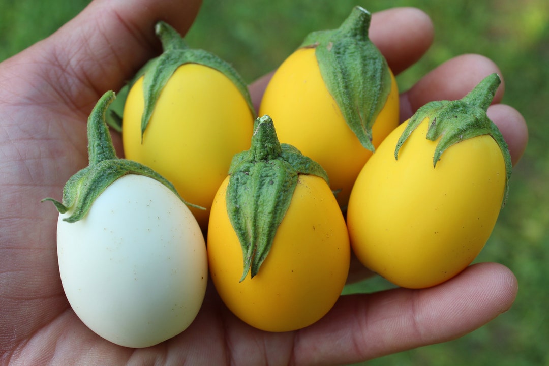 Easter Egg Dwarf Eggplant 30 Fresh Seeds for 2024 Etsy