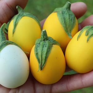Easter Egg dwarf eggplant 30+ fresh seeds for 2025