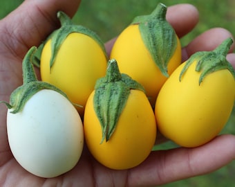Oeuf de Pâques aubergine naine + de 30 graines fraîches d'ici 2026