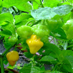 Trinidad Perfume pepper. 30 fresh organic seeds for the 2024 season. image 5