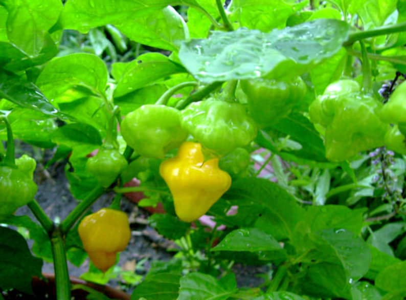 Trinidad Perfume pepper. 30 fresh organic seeds for the 2024 season. image 5