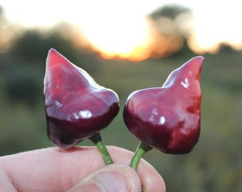 Purple UFO pepper 30+ fresh organic seed for 2024