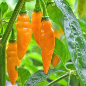 Datil Hot pepper 30+ fresh organic seeds for the 2025 season.