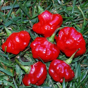Red Mushroom Pepper 30+ Fresh Seeds for 2026 - Etsy