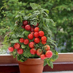 Bonsai Micro Dwarf tomato 30+ fresh seeds for the 2024 season