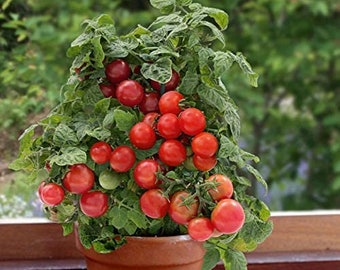 Bonsai Micro Dwarf tomato 30+ fresh seeds for the 2024 season