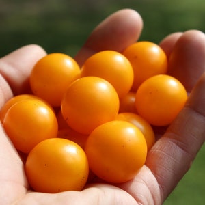 Orange Hat Micro Dwarf Tomato 30 fresh seeds for 2024 image 4