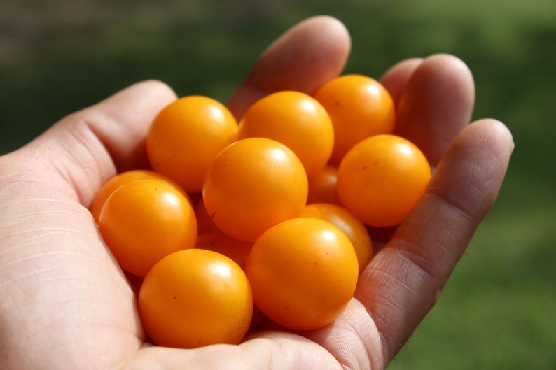 Orange Hat Micro Dwarf Tomato 30 fresh seeds for 2024 image 4