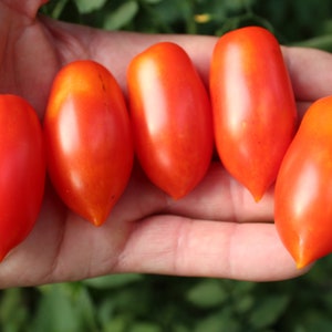 以下が含まれることがあります： 人の手に、鮮やかな赤色の細長いチェリートマトが5つあります。トマトは滑らかで光沢があります。