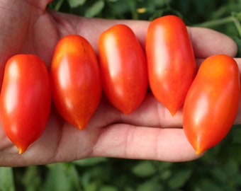 Mini Marzano micro dwarf tomato 30+ seeds for 2024