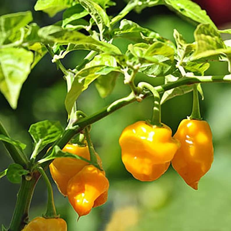 Trinidad Perfume pepper. 30 fresh organic seeds for the 2024 season. image 2