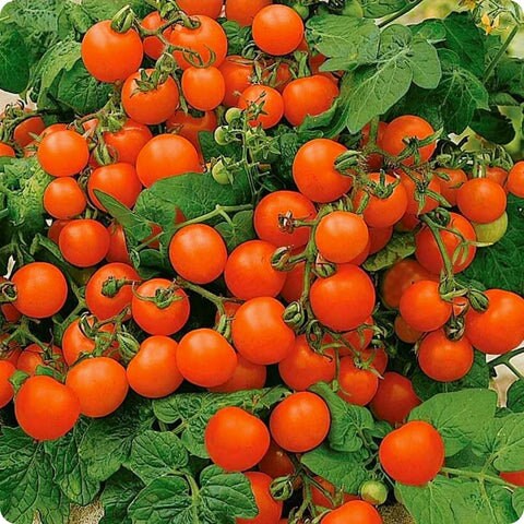 Bonsai Micro Dwarf Tomato 30+ Fresh Seeds for the 2026 Season - Etsy