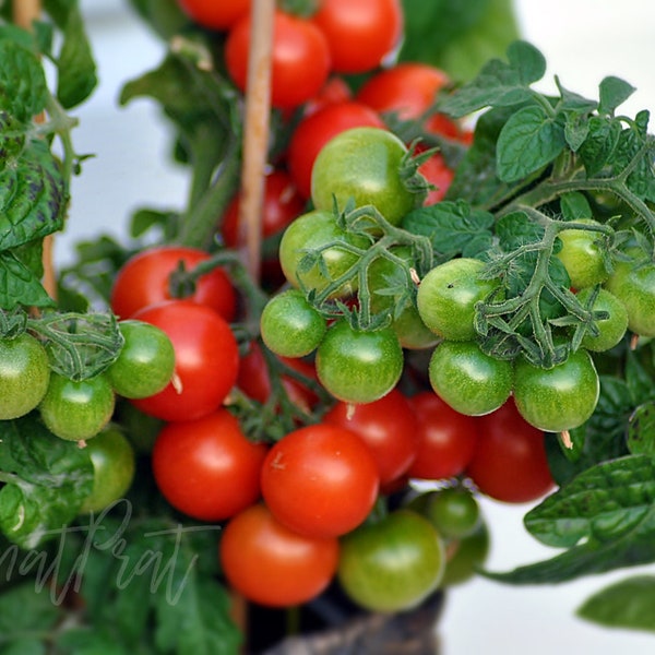 Snegirjok Micro Dwarf tomato  30+ fresh seed for 2026