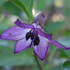 以下が含まれることがあります： 白い中心と濃い紫色の雄しべを持つ紫色の花のクローズアップ。花はピントが合っていますが、背景はぼやけています。