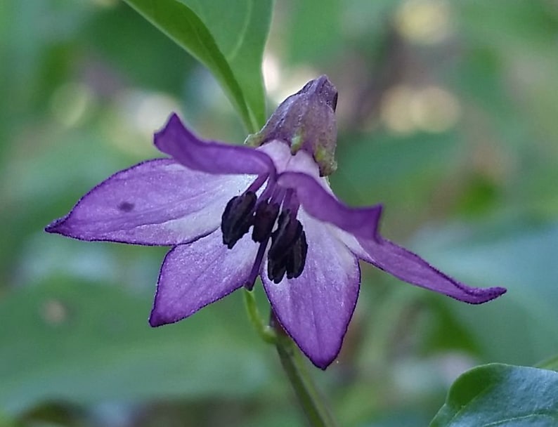 以下が含まれることがあります： 白い中心と濃い紫色の雄しべを持つ紫色の花のクローズアップ。花はピントが合っていますが、背景はぼやけています。