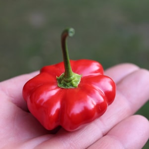 Brazillian Starfish pepper 30+ fresh seeds for the 2025 season