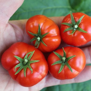 May include: Four red heirloom tomatoes with green stems in a hand. The tomatoes are slightly misshapen and have a bumpy texture.