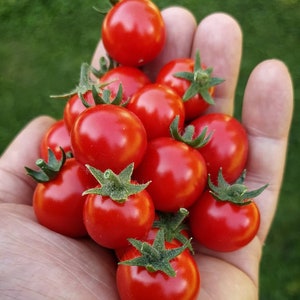 Micro Tina Dwarf tomato 30 fresh seeds for the 2024 season image 5