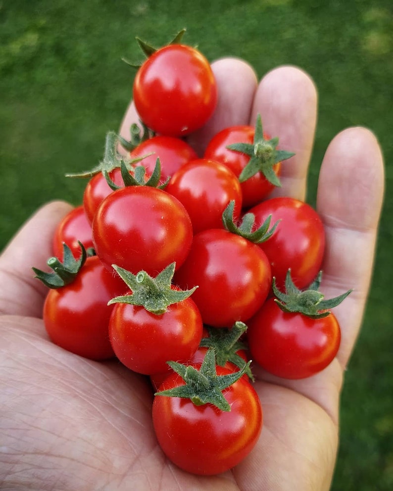 Micro Tina Dwarf tomato 30 fresh seeds for the 2024 season image 5