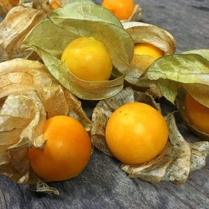 Pineapple Ground Cherry (tasty) 60+ fresh organic seeds for 2026 image 6