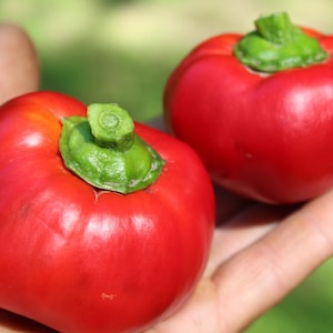 Seltene Paprika 30+ frische Samen für 2025