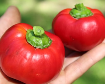 Novogogoshary rare sweet pepper 30+ fresh seeds for 2024