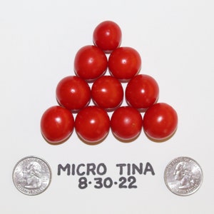 Micro Tina Dwarf tomato 30 fresh seeds for the 2024 season image 9