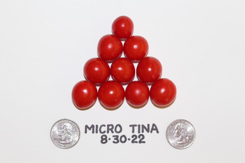 Micro Tina Dwarf tomato 30 fresh seeds for the 2024 season image 9