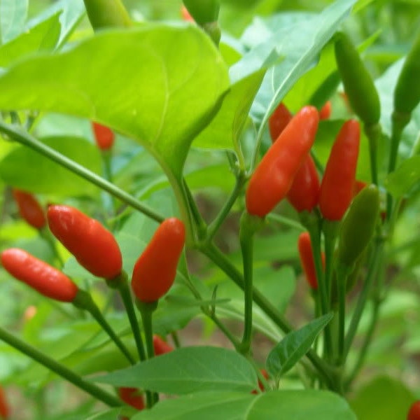 Rare Guam Boonies pepper, 30+ fresh seeds for the 2024 season
