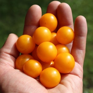 Orange Hat Micro Dwarf Tomato 30 fresh seeds for 2024 image 8