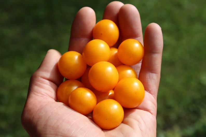 Orange Hat Micro Dwarf Tomato 30 fresh seeds for 2024 image 8